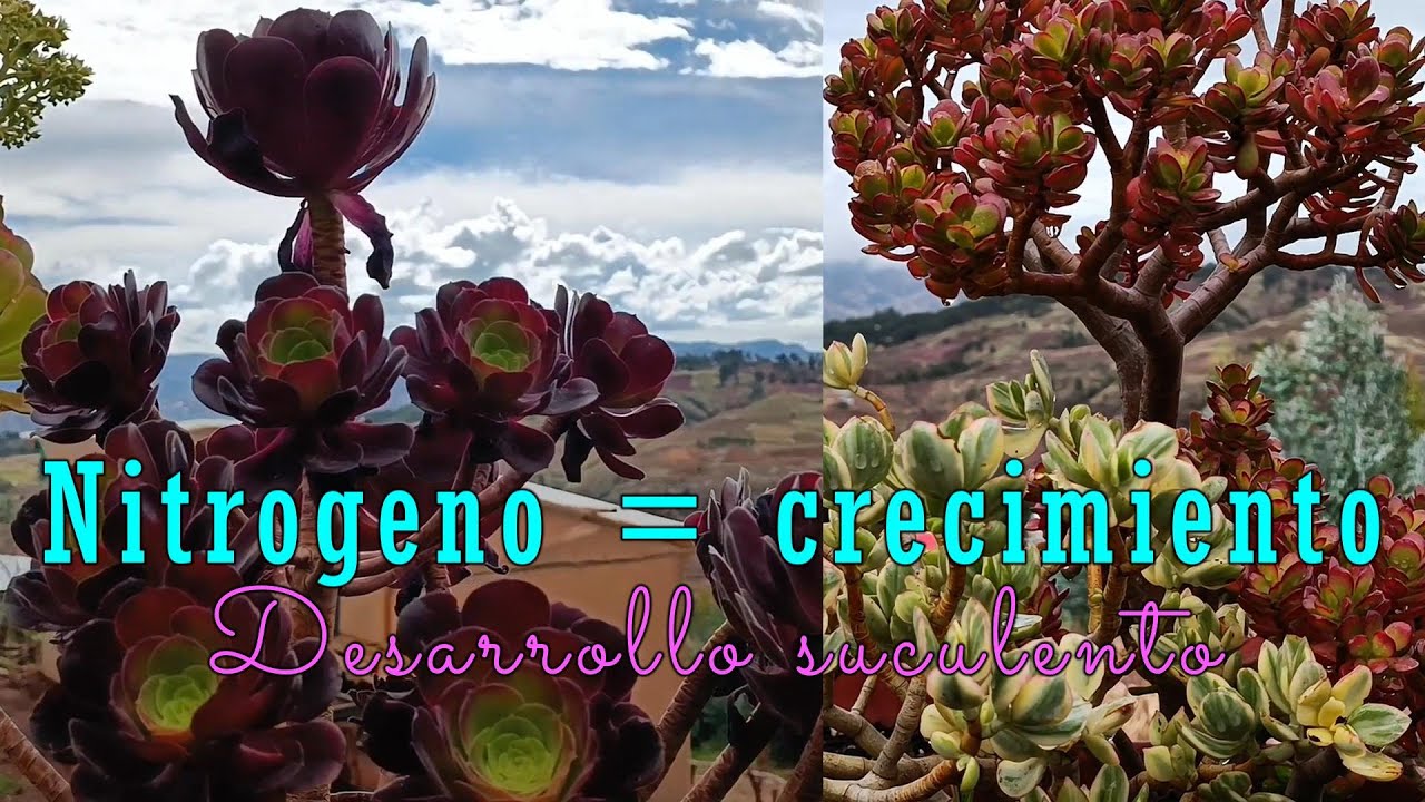Litros y litros de nitrógeno para Villa Lindura #lluvia #suculentas #jardin
