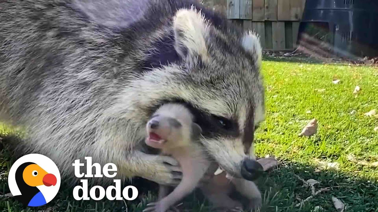 Mama Raccoon Patiently Waits For Guy To Rescue Her Crying Babies | The Dodo