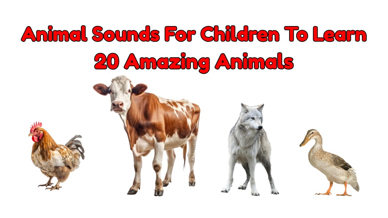 Animal Sounds For Children To Learn | 20  Amazing Animals