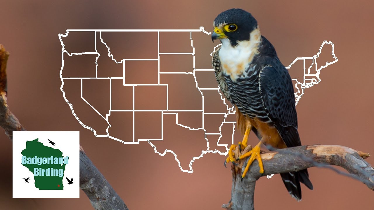 The Story of America's First Bat Falcon