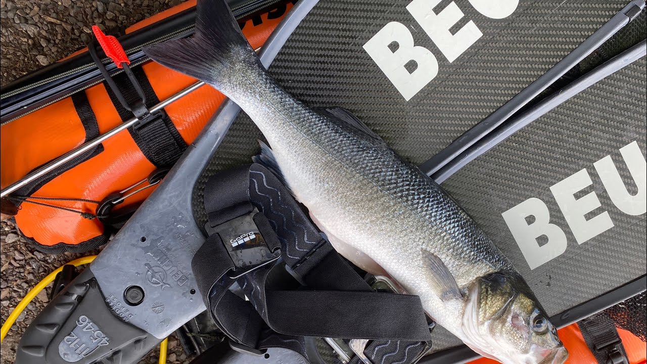 Spearfishing Uk - Axmouth Bass Shoals June 13th