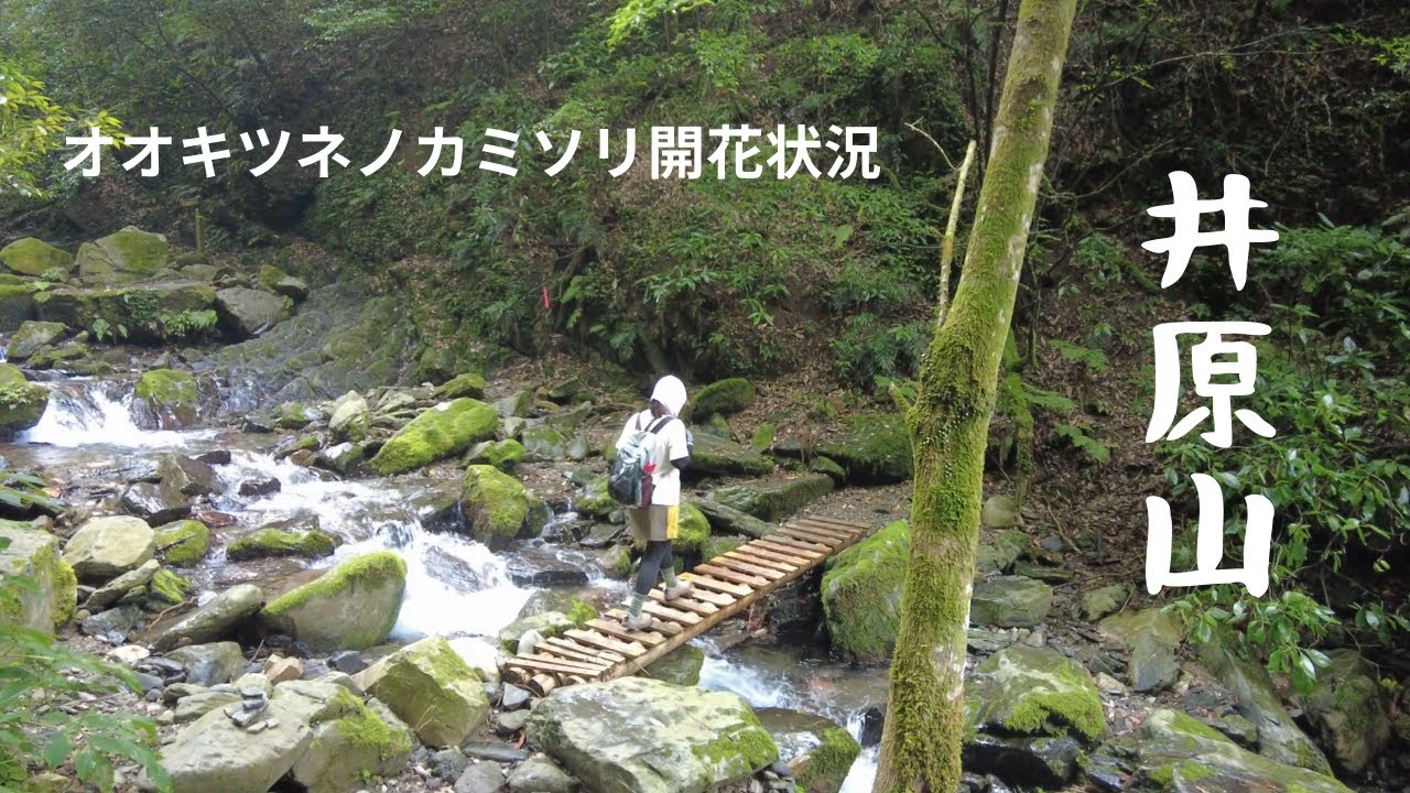 九州の山 【井原山】日帰り登山　go by Jimny　オオキツネノカミソリ開花状況