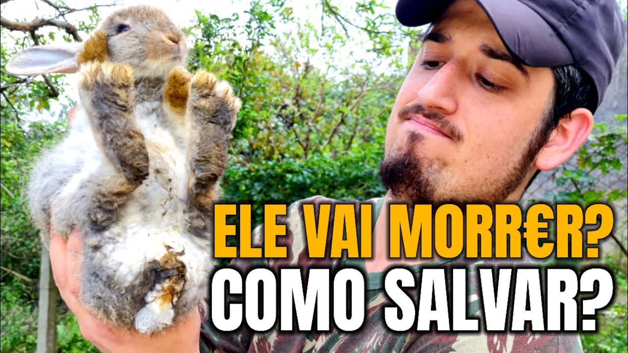 Ele irá morr€r? 😭  |  COELHO DOENTE