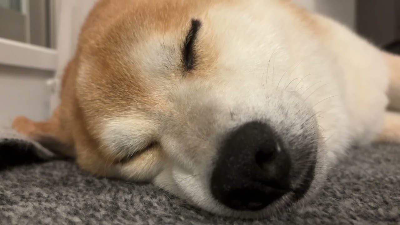 Sleep Talk “Vun” 😴🐕 | From Dream to Wake-Up