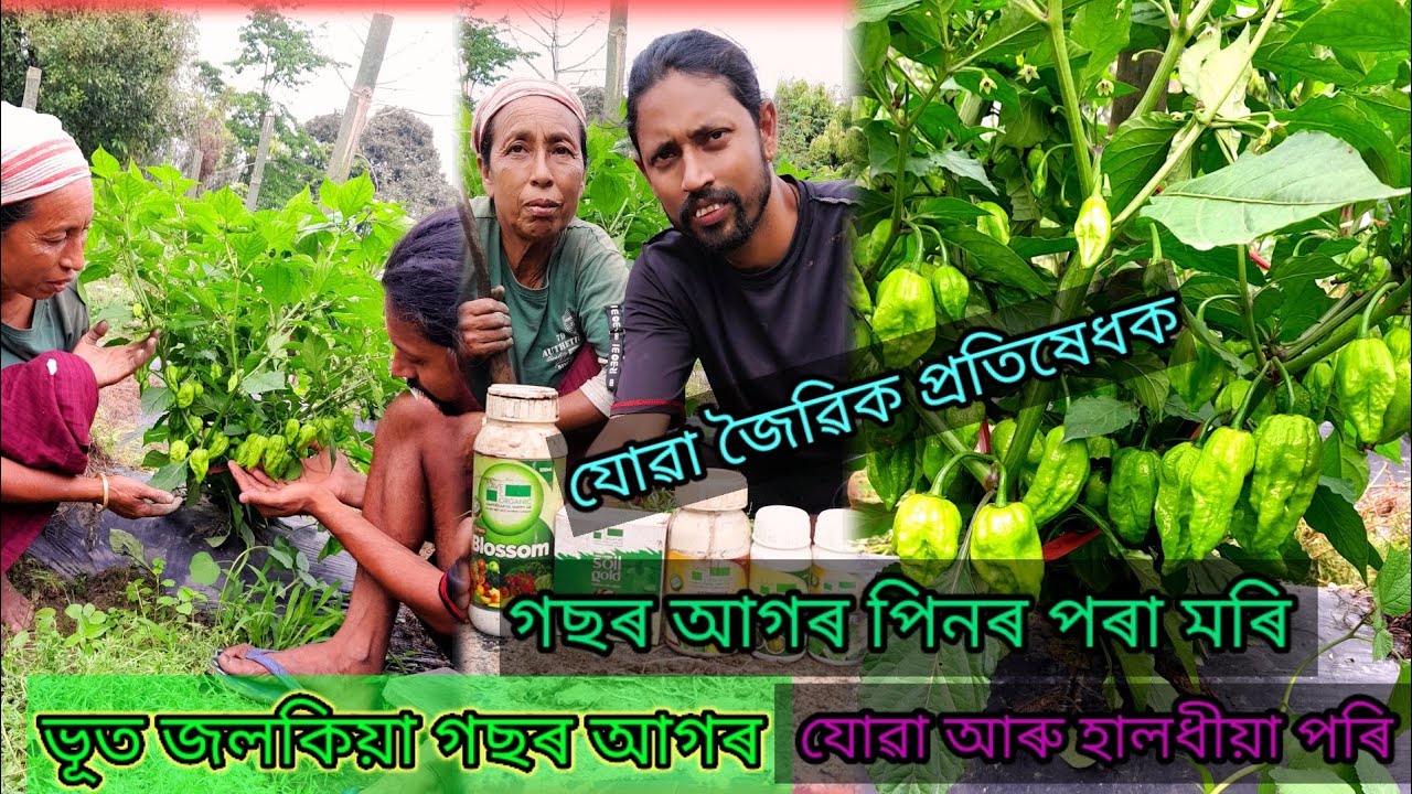 ভোট# জলকীয়া গছৰ আগৰ পিনৰ পৰা মৰি যোৱা আৰু হালধীয়া পৰি যোৱা জৈৱিক প্ৰতিষেধক9365805427🙏🙏🙏