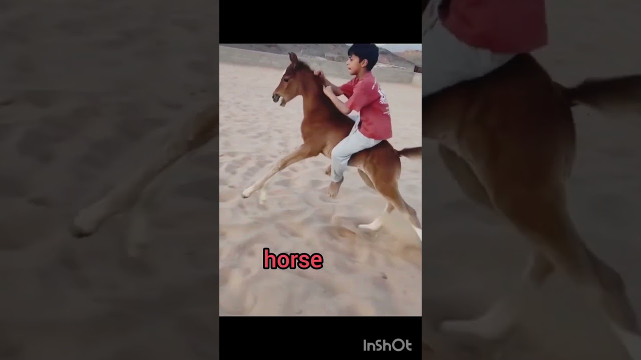 هل يجوز أن فعل ذلك مهر صغير😱😱😱 horse