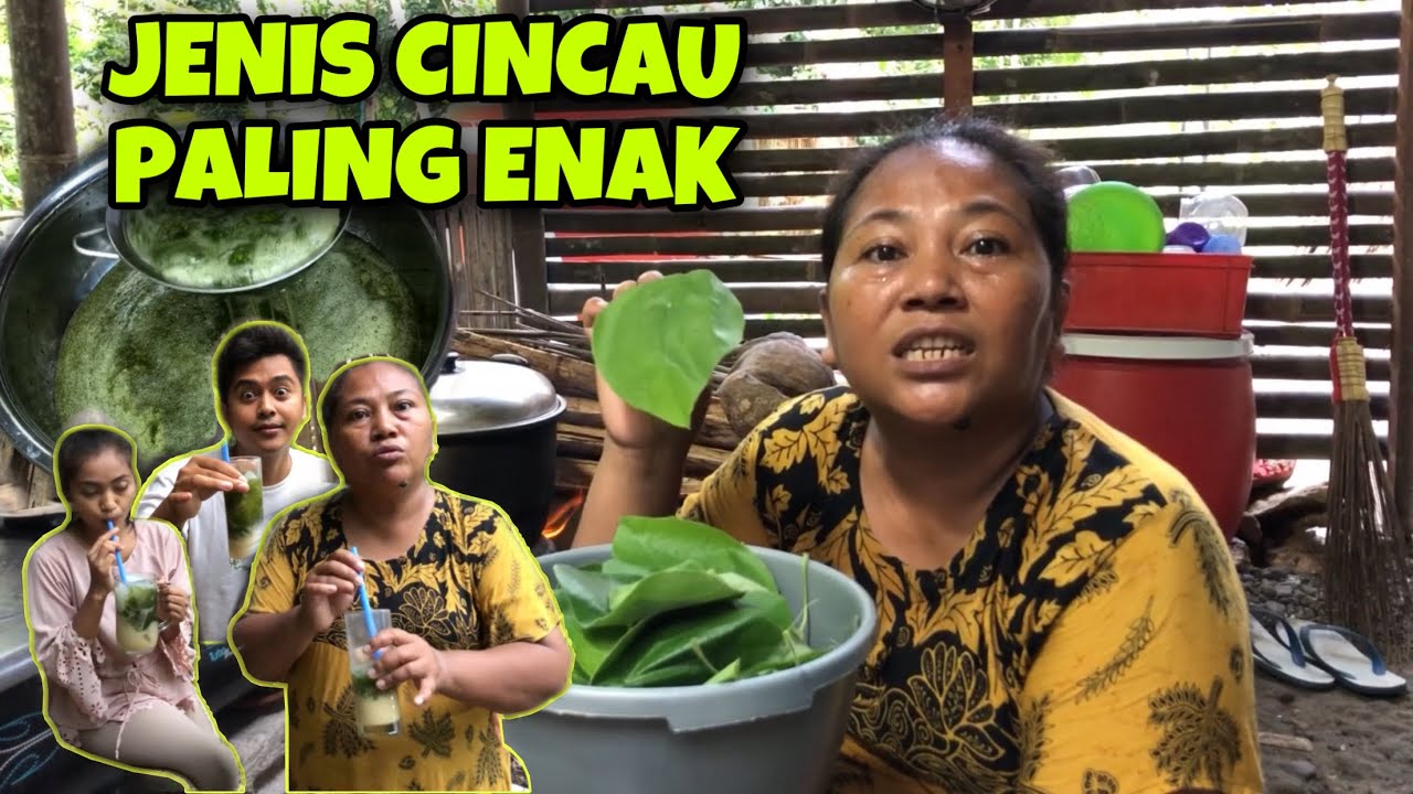 GAWE CINCAU JENIS DAUN BERBULU || TERNYATA RASANE ⁉️