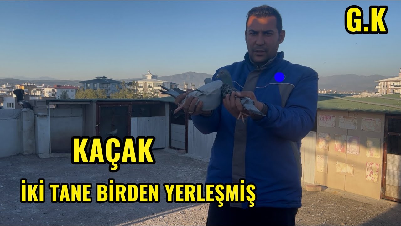 ÇİFTER ÇİFTER YERLEŞİYOR ARTIK KAÇAK GÜVERCİNLER KENDİLERİ GELİYOR.