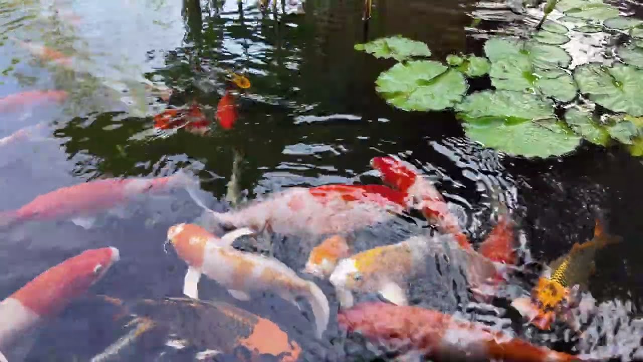 30 Minutes Mesmerizing Koi Fish Movements – Zen Pond Relaxation in 4K