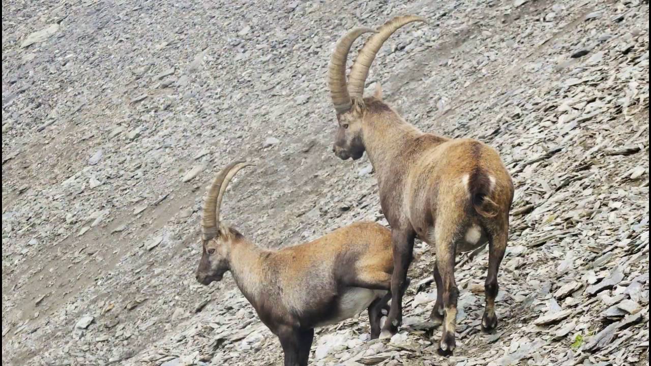 PIZZO TRE CONFINI (m 2824) Alta Val Seriana - Bg