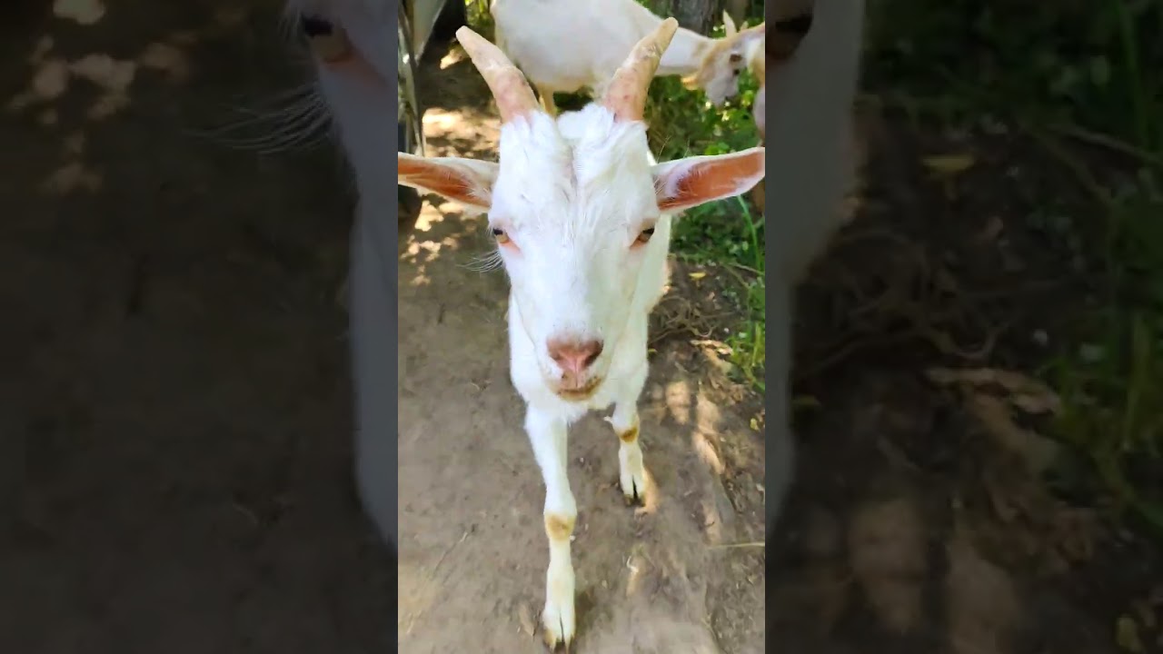 Domestic goat Коза-дереза -3 Домашние животные Pets