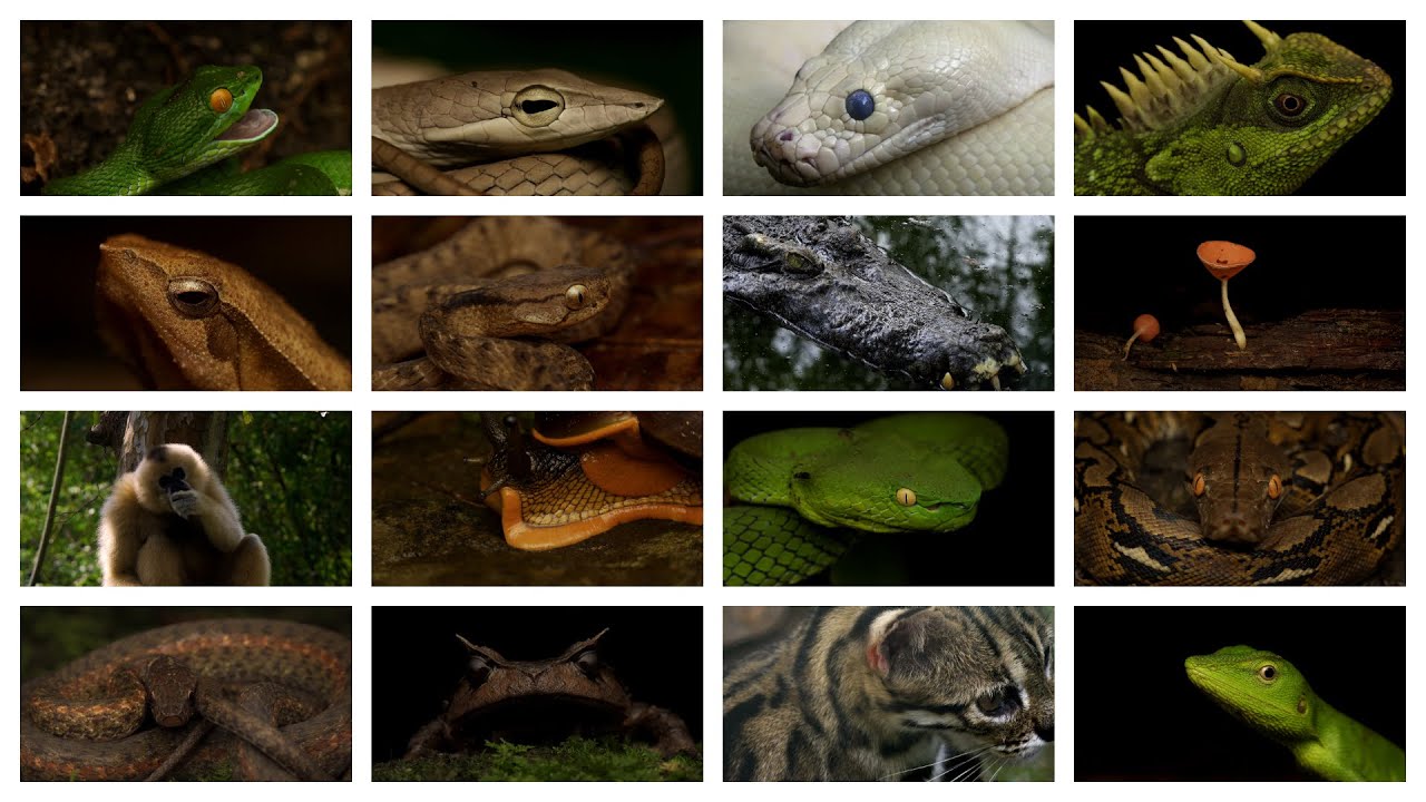 Herping South Vietnam: Cat Tien National Park, Thac Mai, Di Linh
