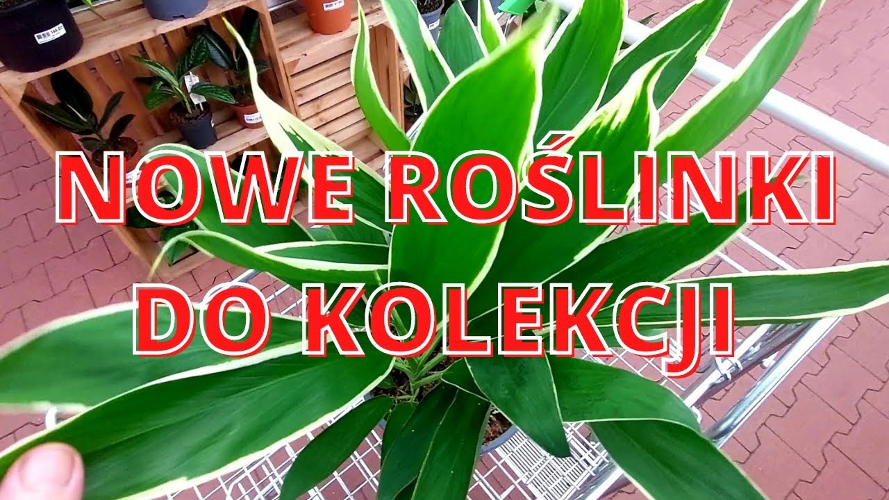 NOWE ROŚLINKI DO KOLEKCJI Z CENTRUM HANDLOWEGO JUCCA