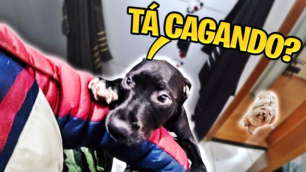 NÃO CONSIGO NEM FAZER COCÔ EM PAZ 😂 ''kkkkkkkkkkk''