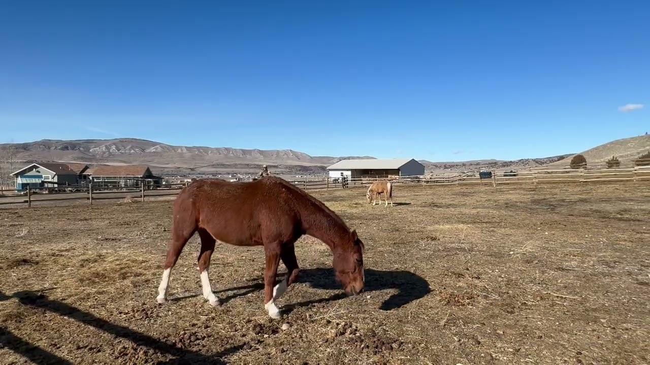 Hollywood lil bits first time running colts around.