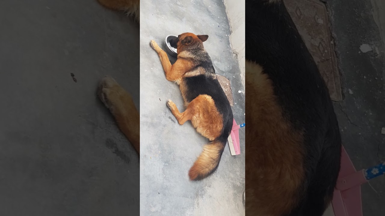 our german shepherd bitch|