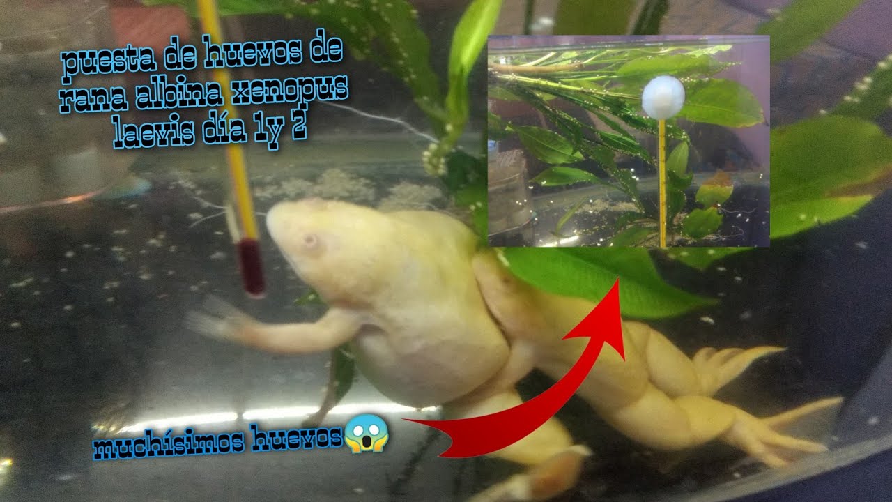 Tenemos puesta de  huevos de rana albina xenopus laevis reproducción día 1 y 2
