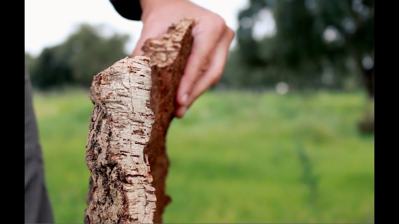 Montado: the cattle and the cork