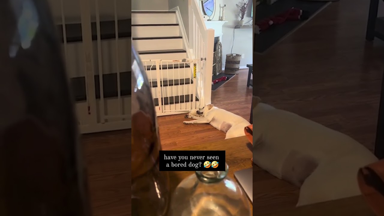 Most Bored Dog #funny #dog #bored #viral