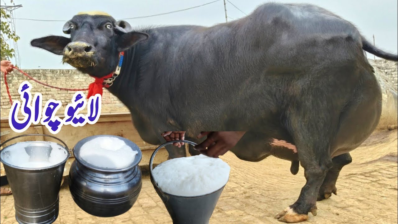  شاہدعلی بلوچ601گ ب{ 04عدد بھینسیں }10مارچ2026 Top Class Pure Neli Buffalos For Sale on Eitfaaq Tv 