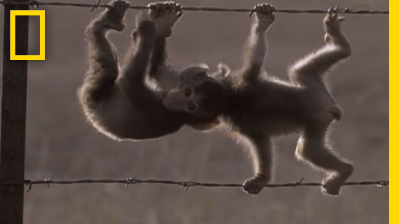 Snow Monkeys in Texas? | National Geographic