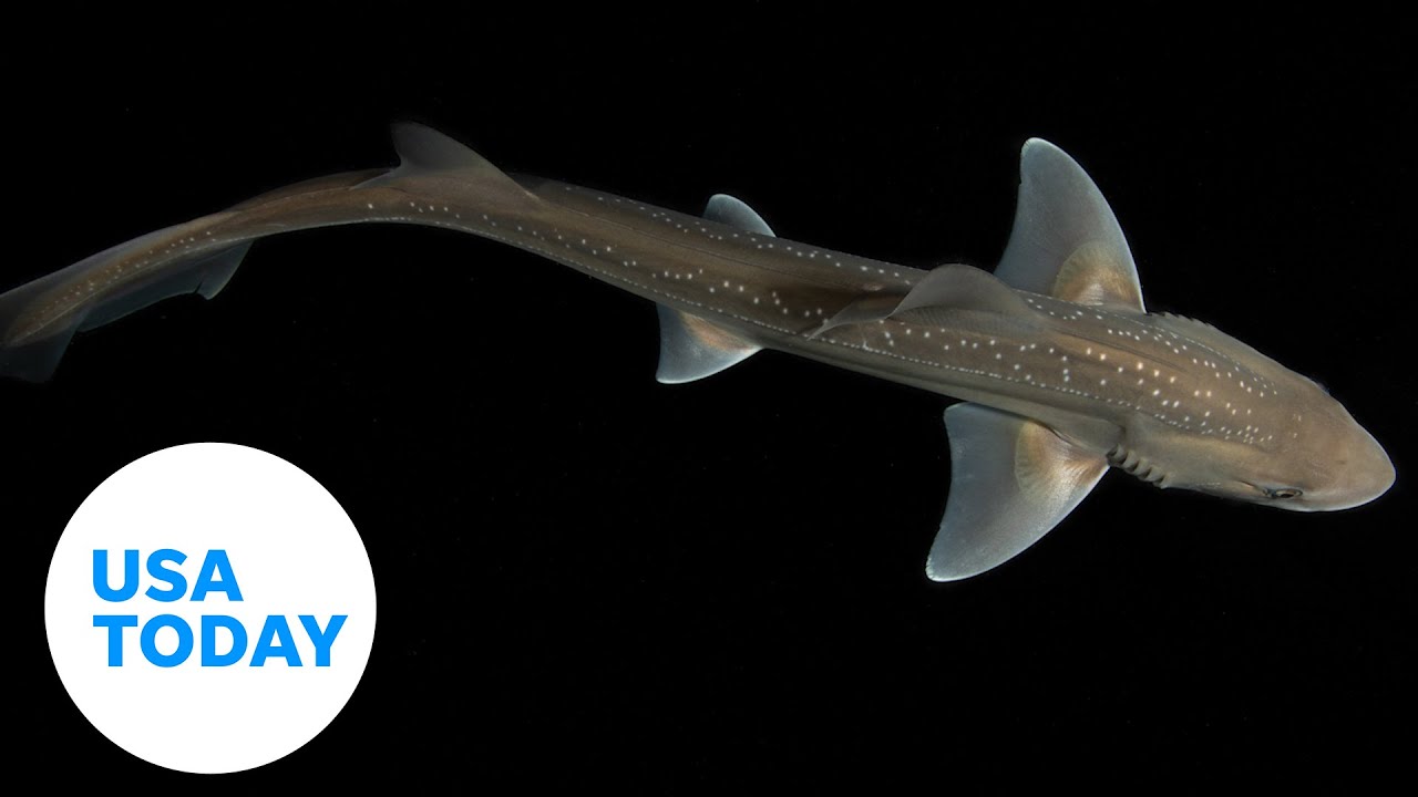 Listen to first ever recorded sound of sharks making noise | USA TODAY