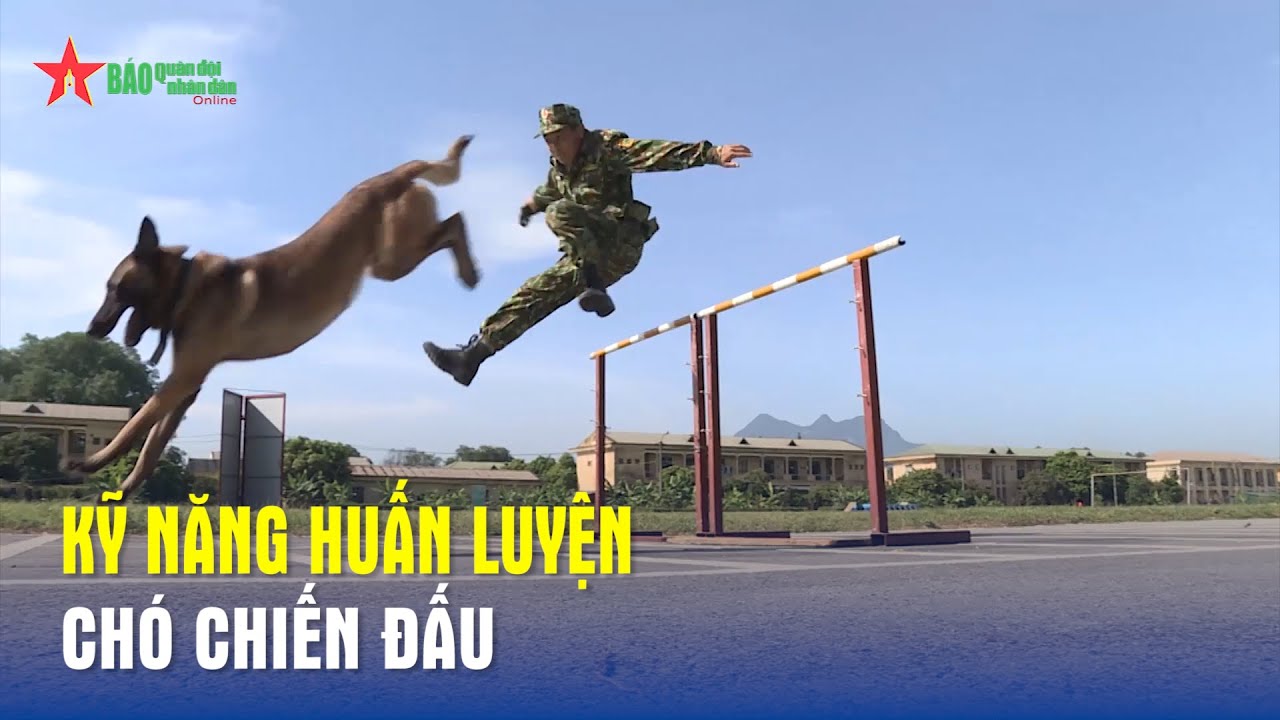 Kỹ năng huấn luyện chó chiến đấu - Báo QĐND