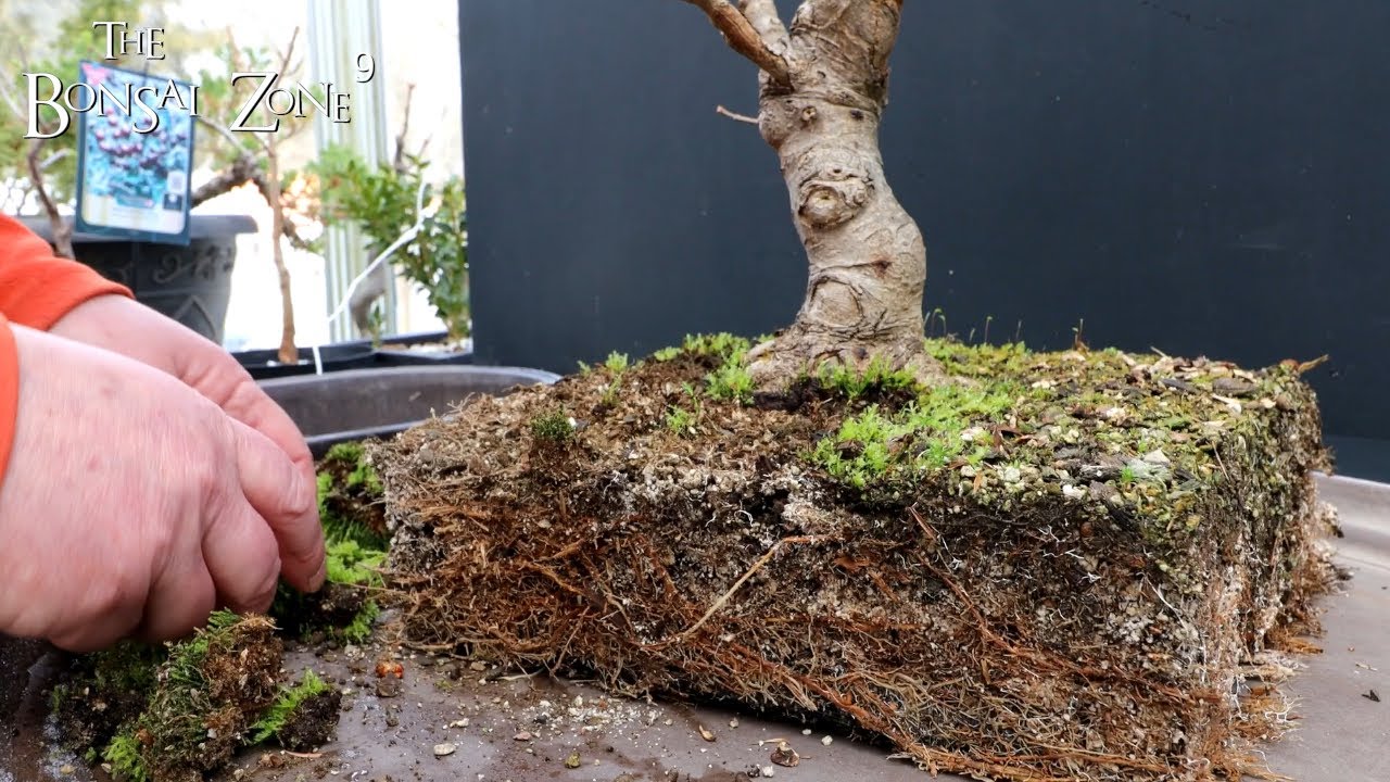 Repotting My Norway Maple, The Bonsai Zone, March 2022