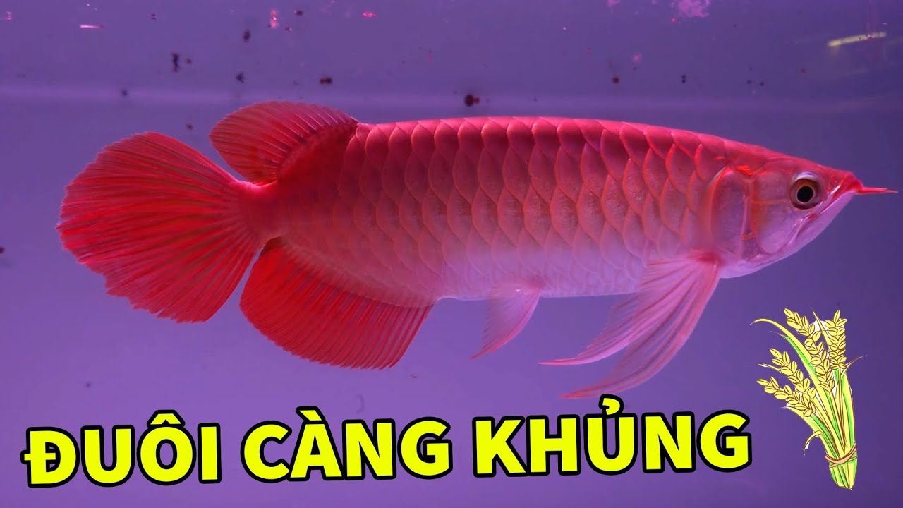 Review Siêu Phẩm Huyết Long Đuôi Càng Khủng Lúa Êm, Fafu Bói | Rồng Cần Thơ 