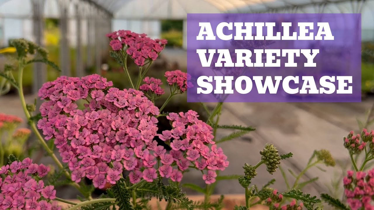 Astounding Achillea | Variety Showcase of Colourful Yarrow