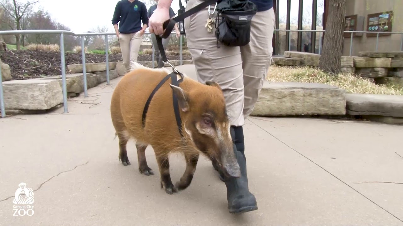 Evie the Red River Hog takes a walk!