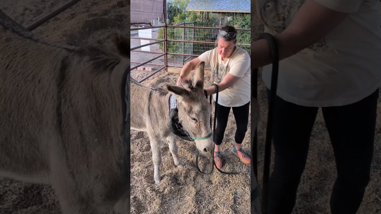 My 2¢ on how long to let a new animal settle