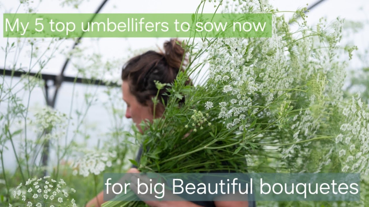My top 5 Umbellifer flowers to sow now for big and beautiful boquetes.