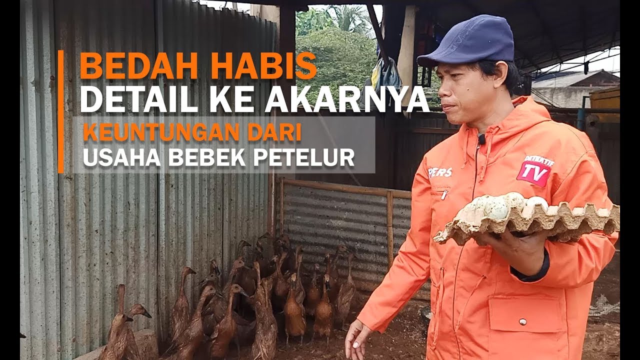 #dtvbebek TENTUKAN, Untung Tidaknya Di Video Ini Soal Bebek Petelur