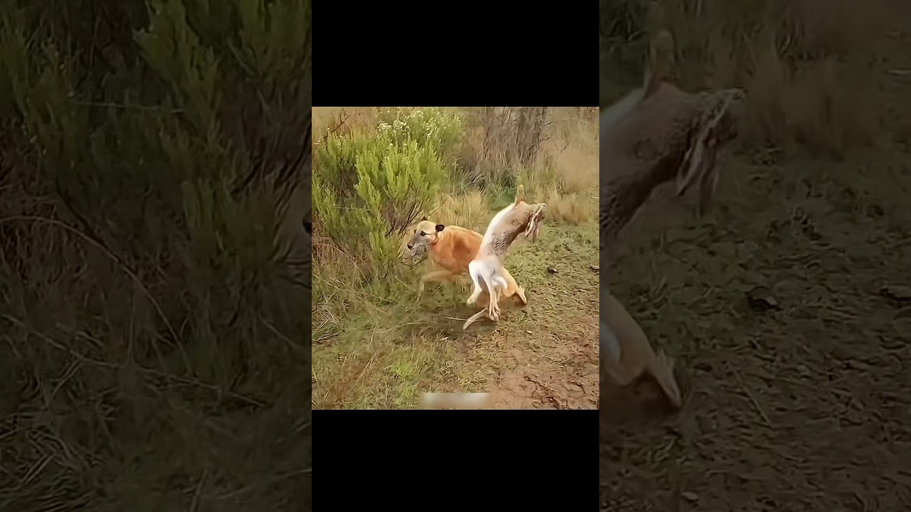 Dog And Peregrine Falcon Attack Rabbit By info fact News