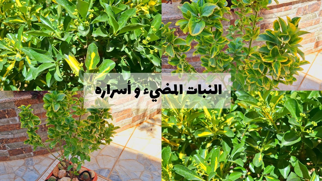 أسرار نبات المرجان من حديقتي وإكثاره بسهولة 💚💚 (المضاض الياباني ، نبات الشمشار )