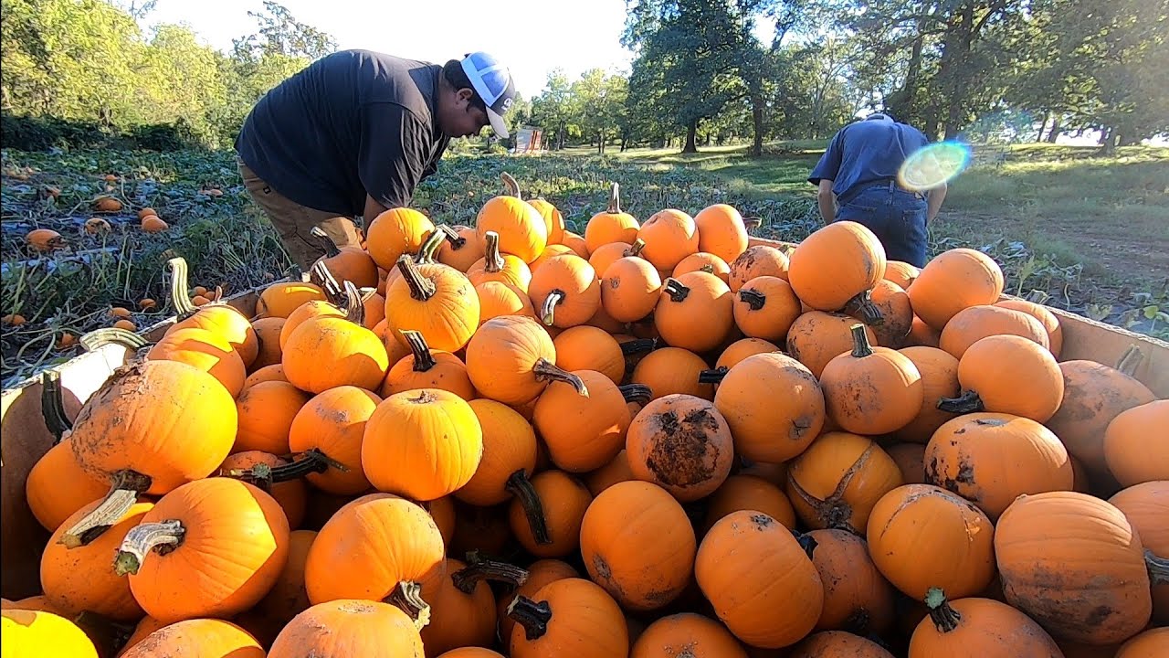 Hand Picking Small Pumpkins!
