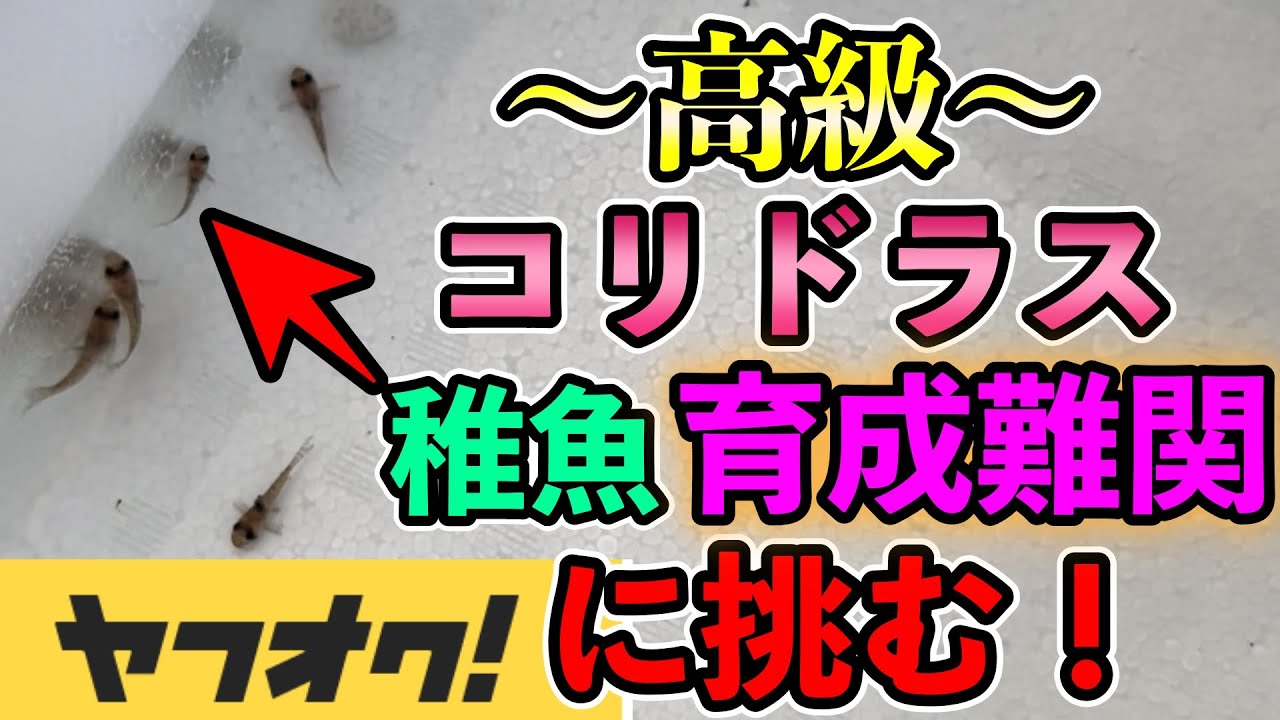 ヤフオク『コリドラス・コルレア稚魚』購入して二週間〜ブラインシュリンプの作り方からわからないの頑張りました！案の定トラブル発生！Co.コルレアの様子