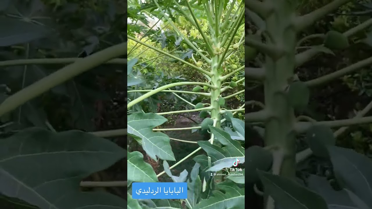 البابايا الردليدي @الاحساء