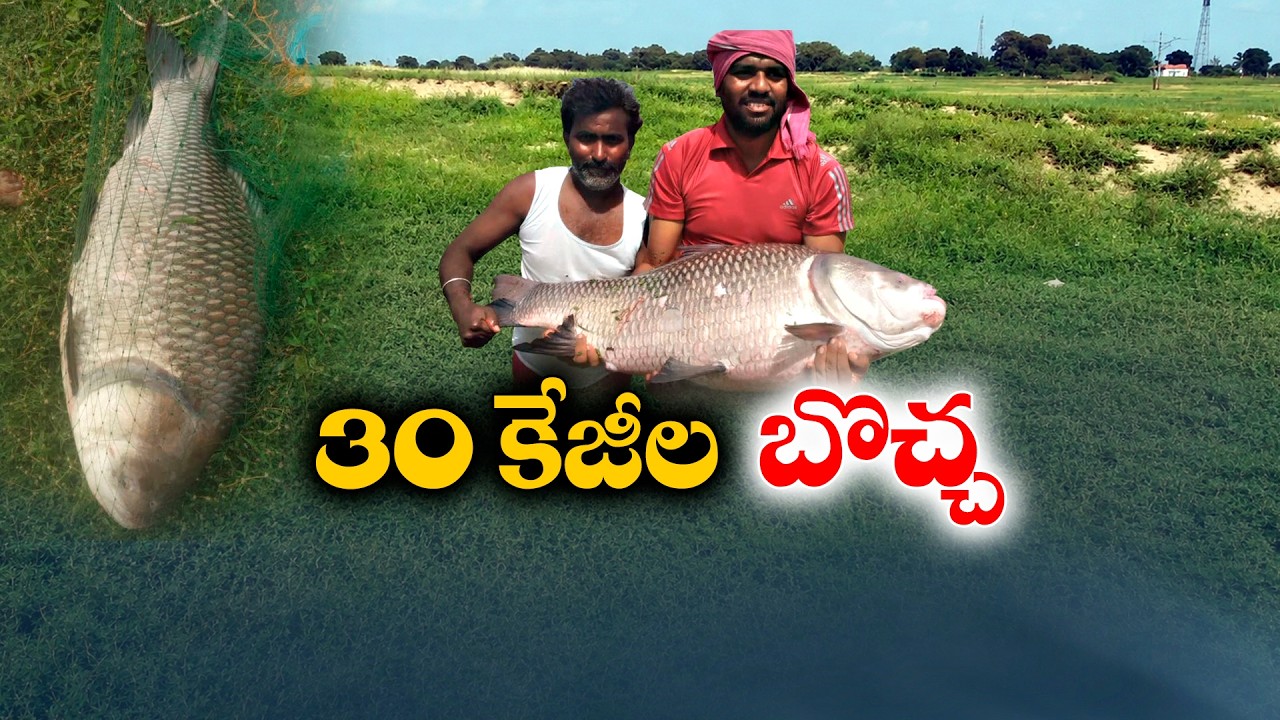 మానేరులో 30 కిలోల చేప