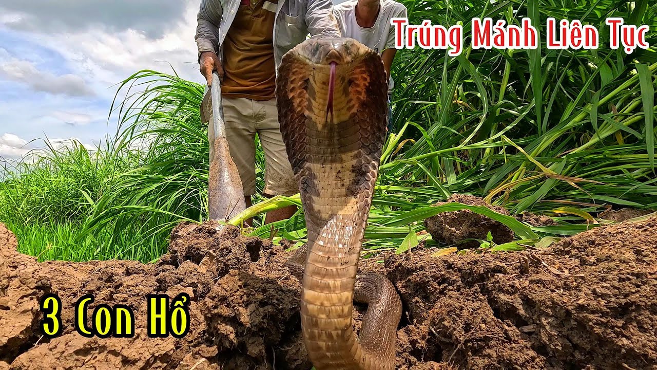 Quá Nguy Hiểm 2 Con Hổ Mang Nó Ở 1 Cái Gò Cỏ | Mười Thương Săn Bắt