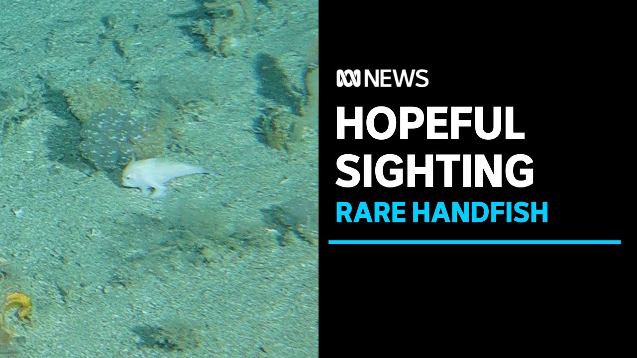 Scientists hoping to confirm rare handfish species spotted during CSIRO marine survey | ABC News