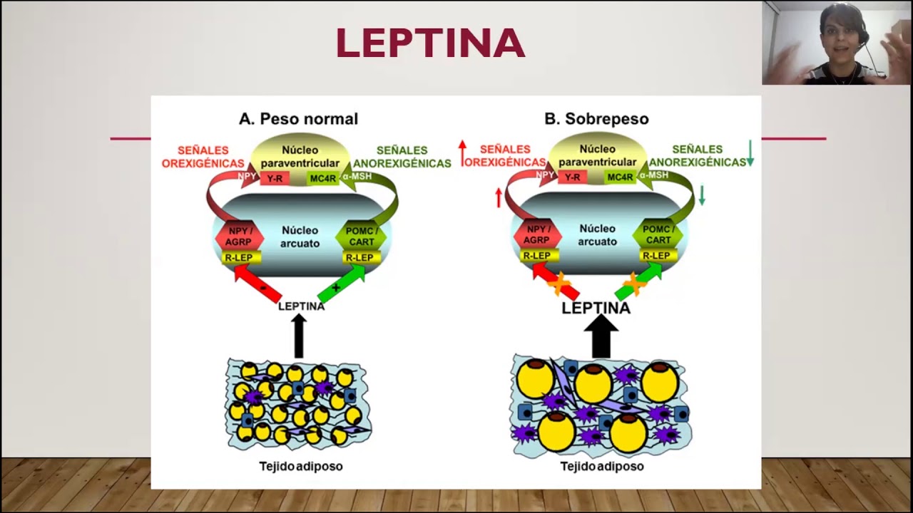 ¿Qué es la Leptina?