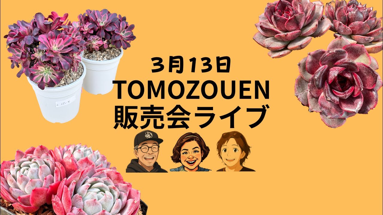 多肉植物 アエオニウムライブ販売会 3/13 どうも、ともぞうえんです 　-植物を楽しもう-