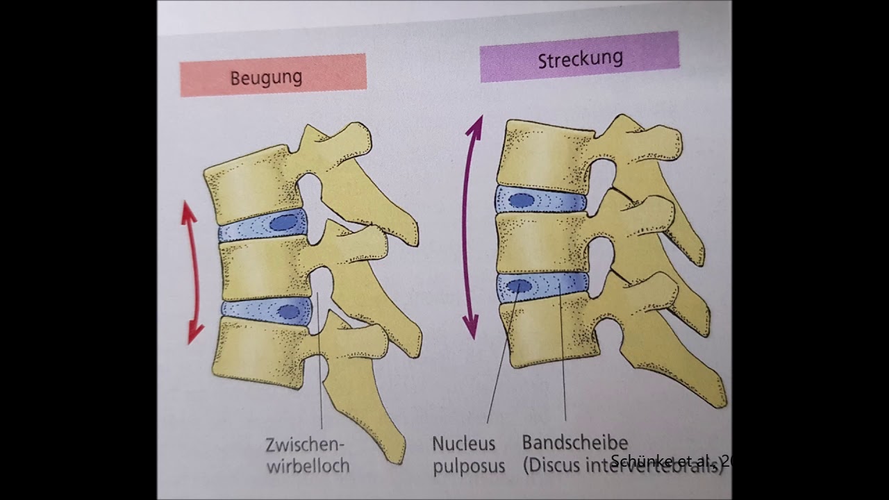 Aufbau und Funktion Bandscheibe