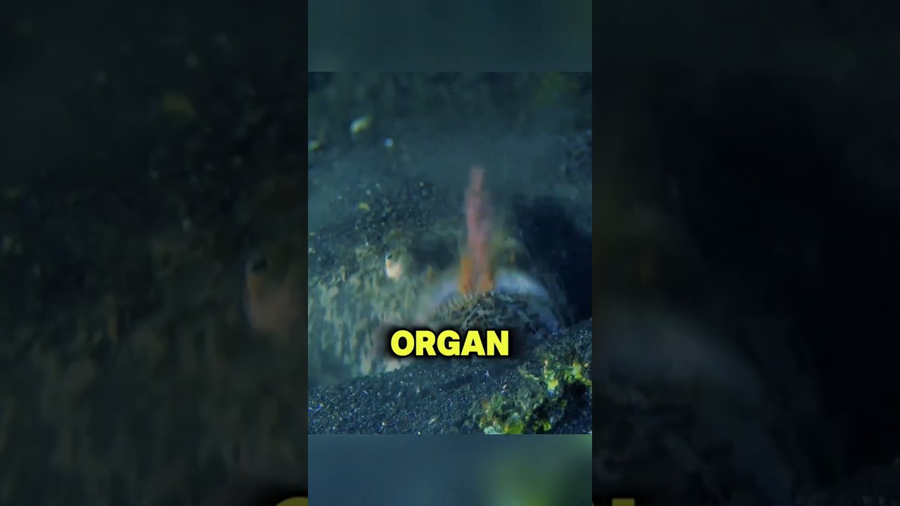 Ikan Paling Seram Dekat Dasar Laut 😱 Stargazer!