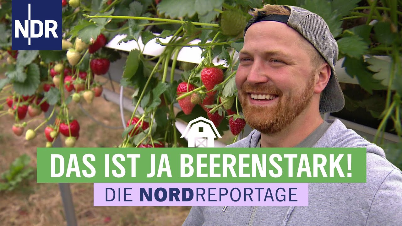 Erdbeeren aus'm Hochbeet - ein halbes Jahr ernten | Re-Upload: Die Nordreportage vom 27.09.21 | NDR