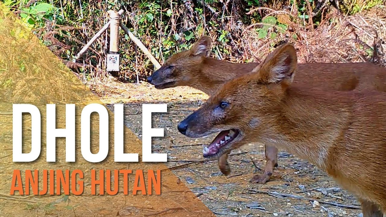Dholes in Malaysia (Anjing Hutan di Malaysia)
