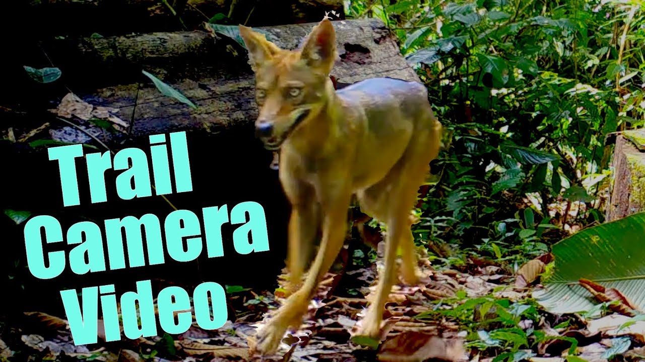 Epic Trail Cam Compilation: Rare Rainforest Animals Caught on Camera!