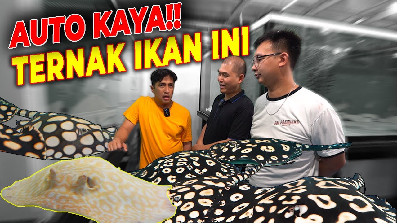 GIL4KKKK...!!! HARGA IKAN PARI SAMPE RATUSAN JUTA....!!!!!!!!
